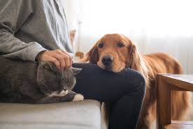 pet owners day