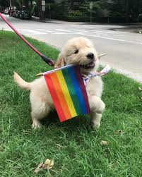 pridepuppy