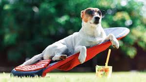 spoiltdog